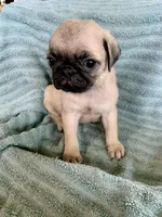 Kat, a female Pug for sale in Schulenburg, TX – Photo 9 of 10