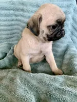 Kat, a female Pug for sale in Schulenburg, TX – Photo 8 of 10