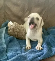 Ace, a male Pug for sale in Schulenburg, TX – 3 of 10