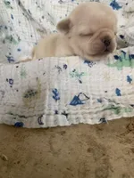 Lily, a female Pug for sale in Schulenburg, TX – 3 of 6