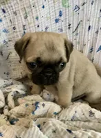 Skye, a female Pug for sale in Schulenburg, TX – Photo 4 of 10