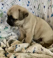 Skye, a female Pug for sale in Schulenburg, TX – Photo 2 of 10