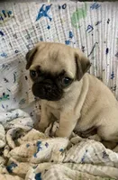 Skye, a female Pug for sale in Schulenburg, TX – Photo 9 of 10