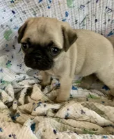 Skye, a female Pug for sale in Schulenburg, TX – Photo 6 of 10