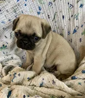 Skye, a female Pug for sale in Schulenburg, TX – Photo 10 of 10