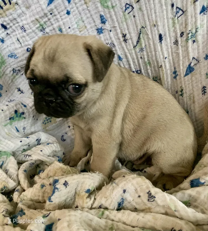 Skye, a female Pug for sale in Schulenburg, TX – Photo 1 of 10