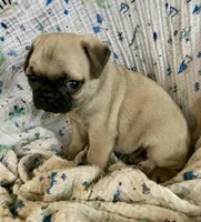 Skye, a female Pug for sale in Schulenburg, TX – Photo 1 of 10