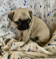 Skye, a female Pug for sale in Schulenburg, TX – Photo 5 of 10