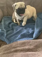 Cringle, a male Pug for sale in Schulenburg, TX – 6 of 10