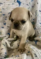 Lucy, a female Pug for sale in Schulenburg, TX – Photo 2 of 10