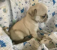 Lucy, a female Pug for sale in Schulenburg, TX – Photo 8 of 10