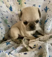 Lucy, a female Pug for sale in Schulenburg, TX – Photo 9 of 10