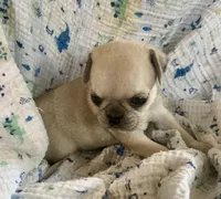 Lucy, a female Pug for sale in Schulenburg, TX – Photo 10 of 10