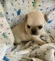 Lucy, a female Pug for sale in Schulenburg, TX – Photo 6 of 10