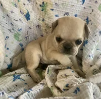 Lucy, a female Pug for sale in Schulenburg, TX – Photo 3 of 10