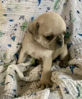 Lucy, a female Pug for sale in Schulenburg, TX – Photo 4 of 10