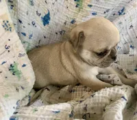 Lucy, a female Pug for sale in Schulenburg, TX – Photo 7 of 10