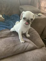Ace, a male Pug for sale in Schulenburg, TX – 1 of 10