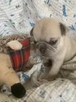 Sara, a female Pug for sale in Schulenburg, TX – Photo 1 of 10