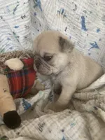 Sara, a female Pug for sale in Schulenburg, TX – Photo 2 of 10