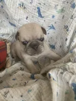 Sara, a female Pug for sale in Schulenburg, TX – Photo 7 of 10