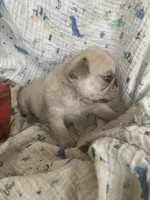 Sara, a female Pug for sale in Schulenburg, TX – Photo 6 of 10