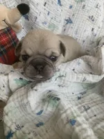 Sara, a female Pug for sale in Schulenburg, TX – Photo 9 of 10