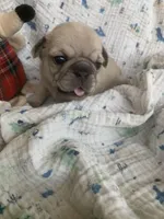 Sara, a female Pug for sale in Schulenburg, TX – Photo 10 of 10