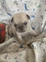 Sara, a female Pug for sale in Schulenburg, TX – Photo 4 of 10