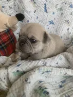 Sara, a female Pug for sale in Schulenburg, TX – Photo 8 of 10