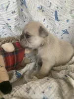 Sara, a female Pug for sale in Schulenburg, TX – Photo 5 of 10