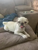 Ace, a male Pug for sale in Schulenburg, TX – 6 of 10