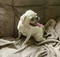 Ace, a male Pug for sale in Schulenburg, TX – 10 of 10