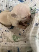 Boo, a male Pug for sale in Schulenburg, TX – 2 of 7