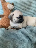 Nugget, a male Pug for sale in Schulenburg, TX – Photo 3 of 10