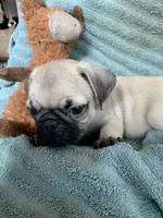 Nugget, a male Pug for sale in Schulenburg, TX – Photo 1 of 10