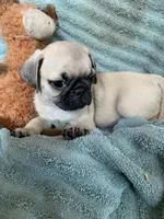 Nugget, a male Pug for sale in Schulenburg, TX – Photo 8 of 10