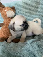 Nugget, a male Pug for sale in Schulenburg, TX – Photo 6 of 10