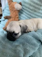 Nugget, a male Pug for sale in Schulenburg, TX – Photo 4 of 10