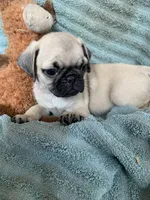 Nugget, a male Pug for sale in Schulenburg, TX – Photo 10 of 10