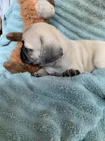 Nugget, a male Pug for sale in Schulenburg, TX – Photo 9 of 10