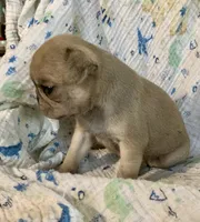 Indy , a female Pug for sale in Schulenburg, TX – 4 of 10