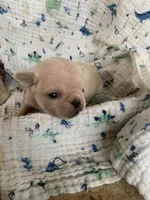 Mia, a female Pug for sale in Schulenburg, TX – 4 of 5