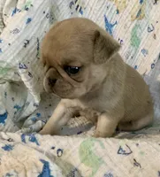 Indy , a female Pug for sale in Schulenburg, TX – 3 of 10