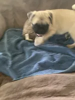 Cringle, a male Pug for sale in Schulenburg, TX – 8 of 10