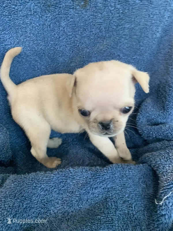 Boo – Pug puppy for sale in Schulenburg, TX