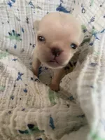 Boo, a male Pug for sale in Schulenburg, TX – 3 of 7