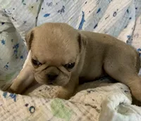 Indy , a female Pug for sale in Schulenburg, TX – 9 of 10