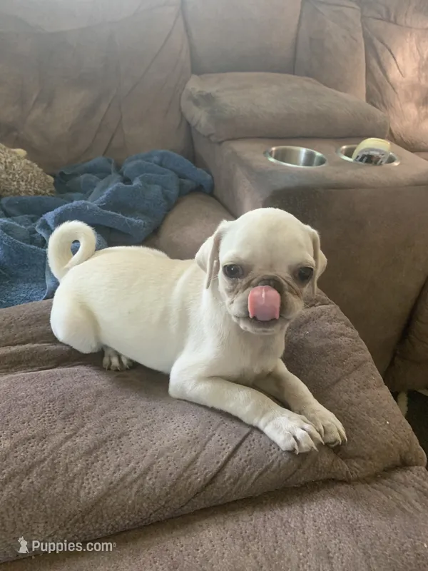 Ace – Pug puppy for sale in Schulenburg, TX
