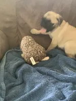 Cringle, a male Pug for sale in Schulenburg, TX – 10 of 10